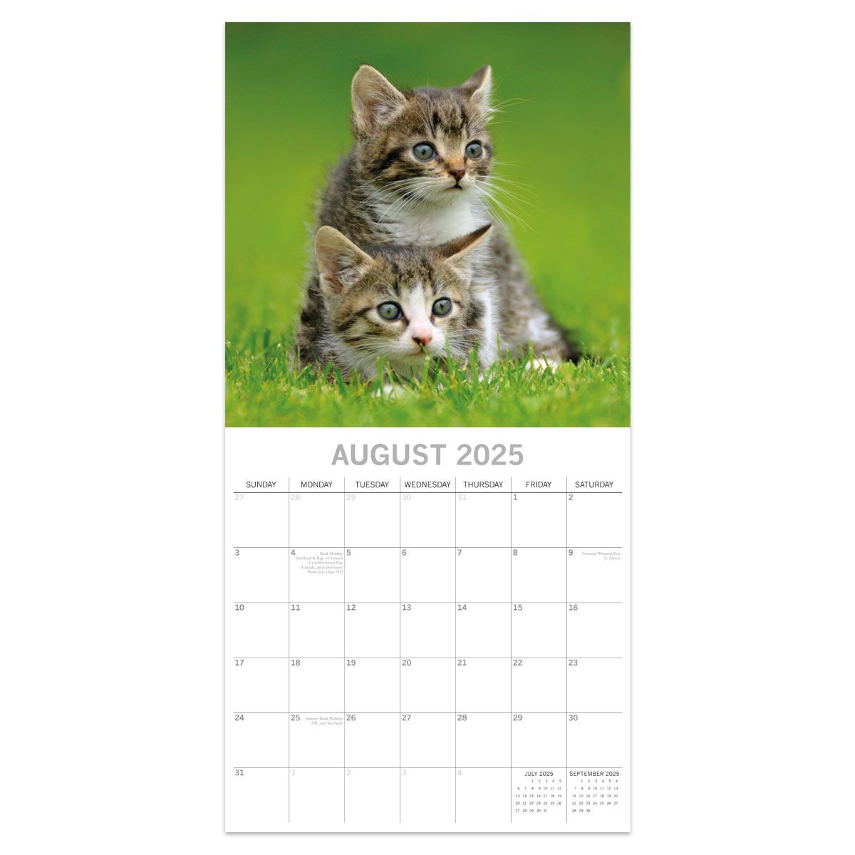 2025 Cats And Kittens Calendar BHF